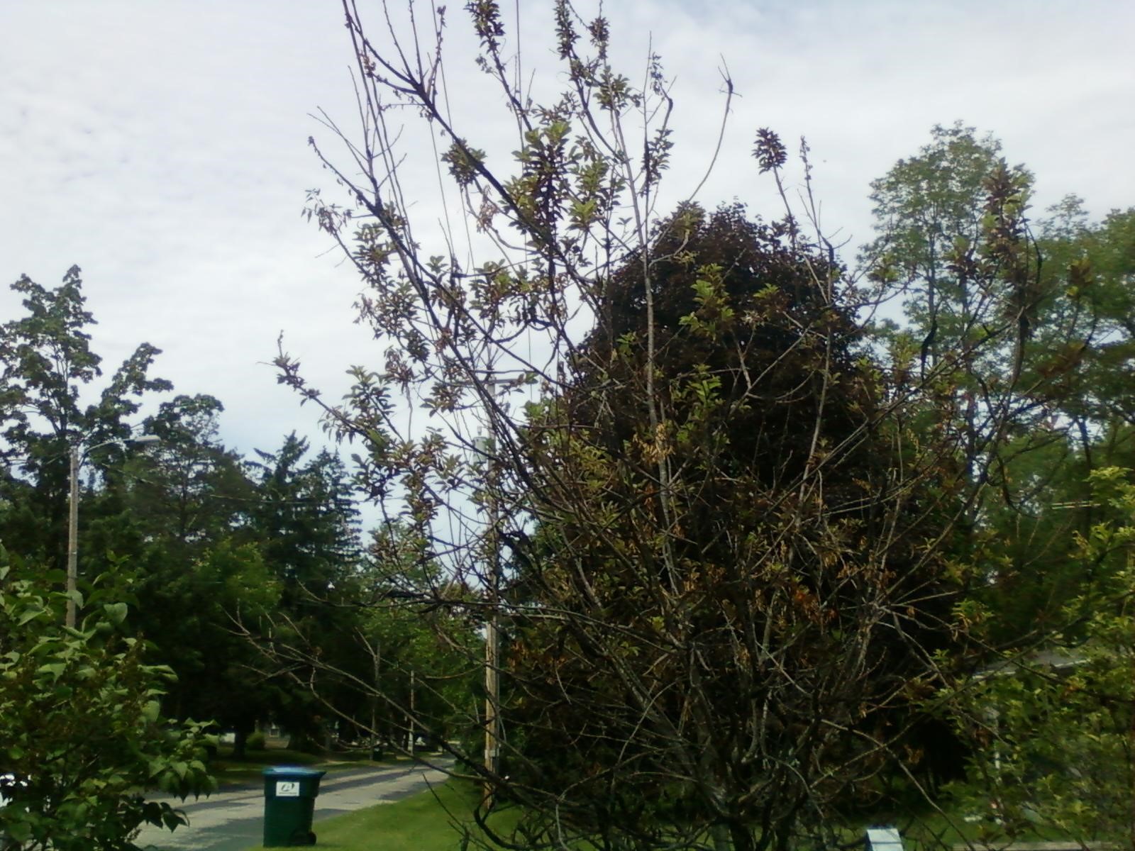 Black knot disease? on choke cherry tree PlantDOC