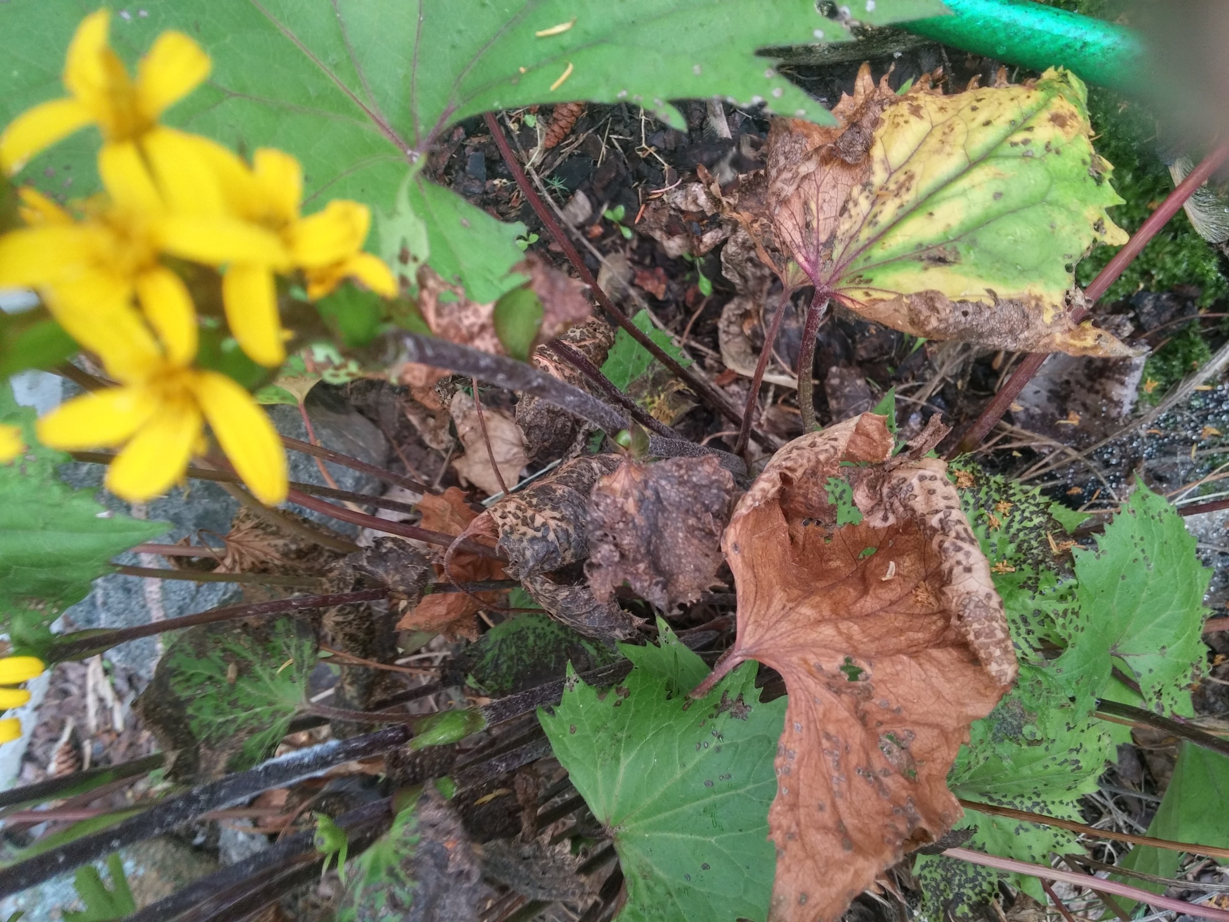 Leaf Damage PlantDOC