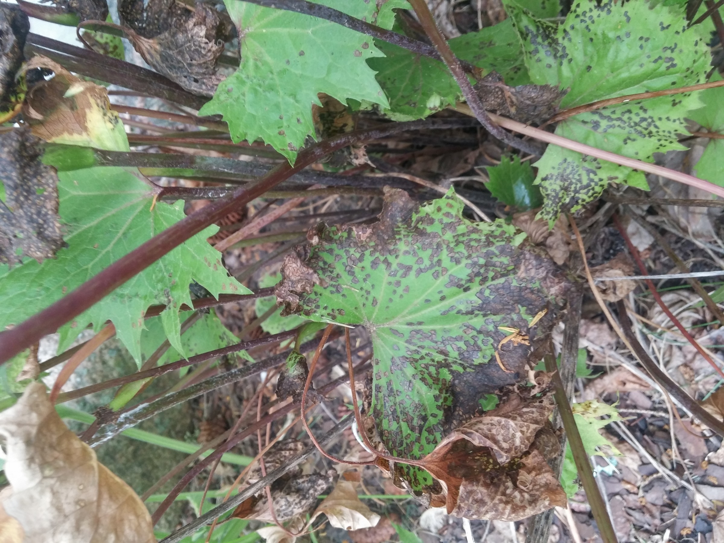 Leaf Damage PlantDOC