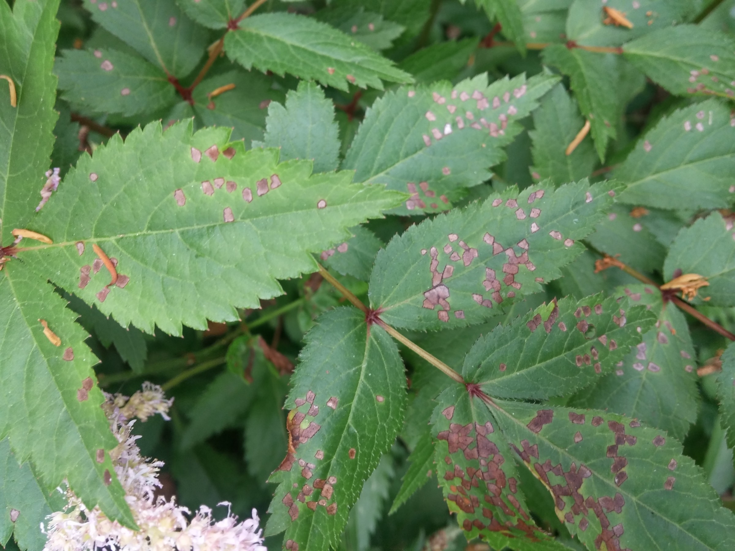 Leaf Damage PlantDOC