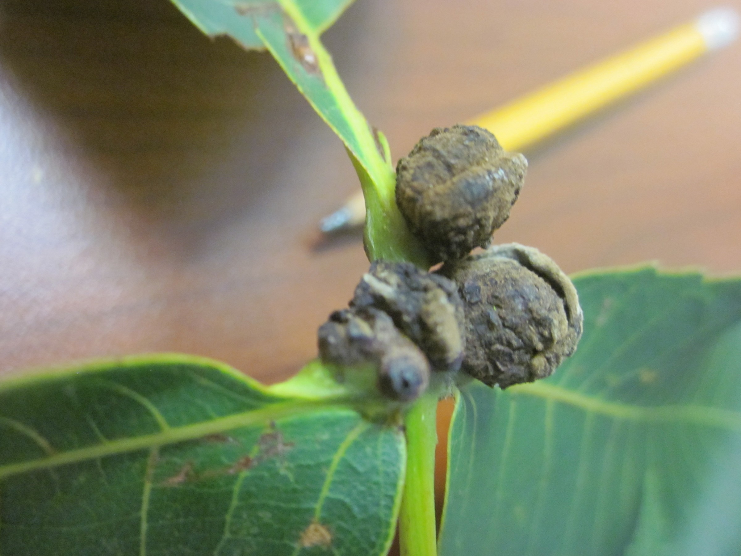 Tumor on Hickory PlantDOC