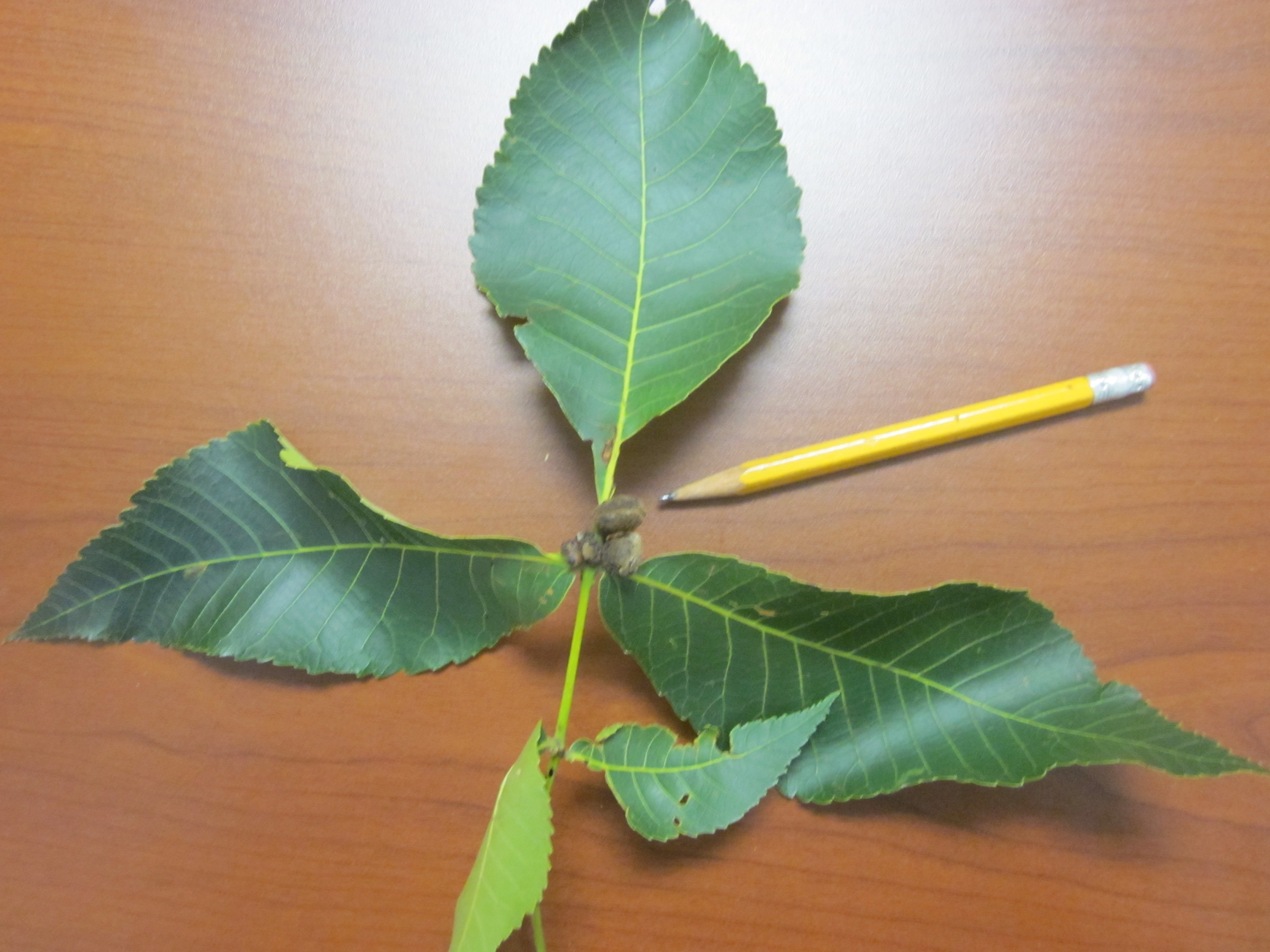 Tumor on Hickory PlantDOC