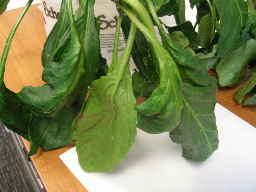 Pepper problems PlantDOC