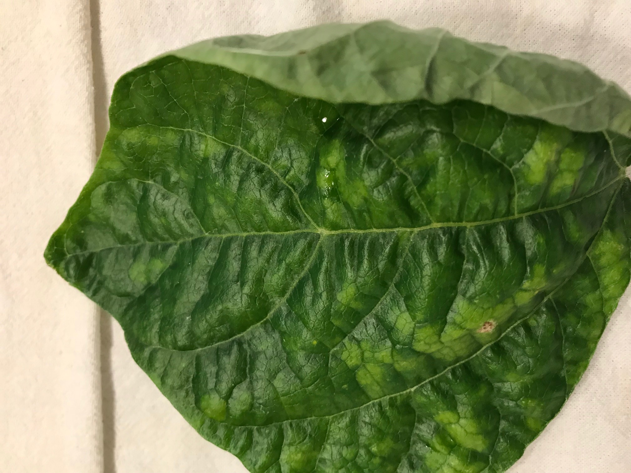 Yellowing vegetable leaves PlantDOC