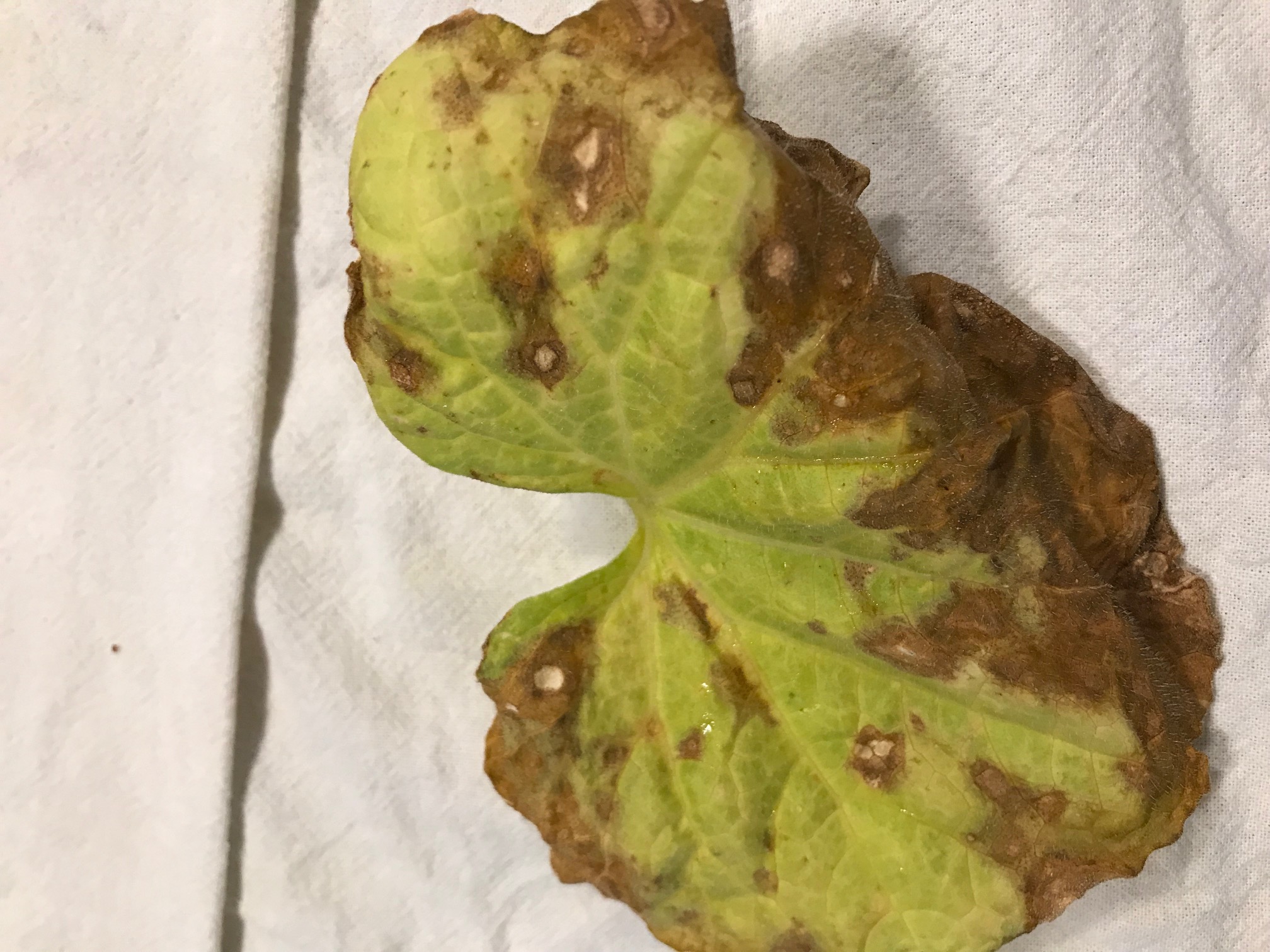 Yellowing vegetable leaves PlantDOC