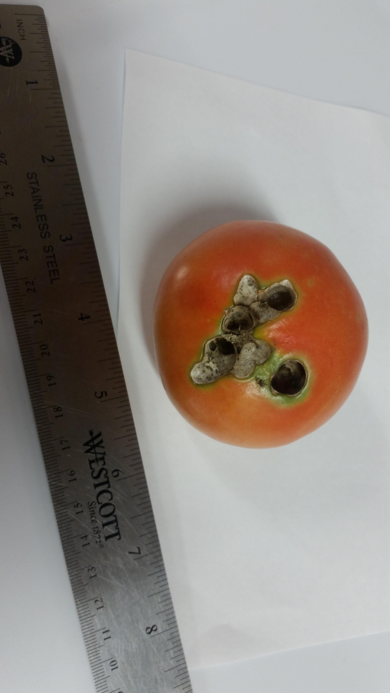 Holes In Tomato Fruit