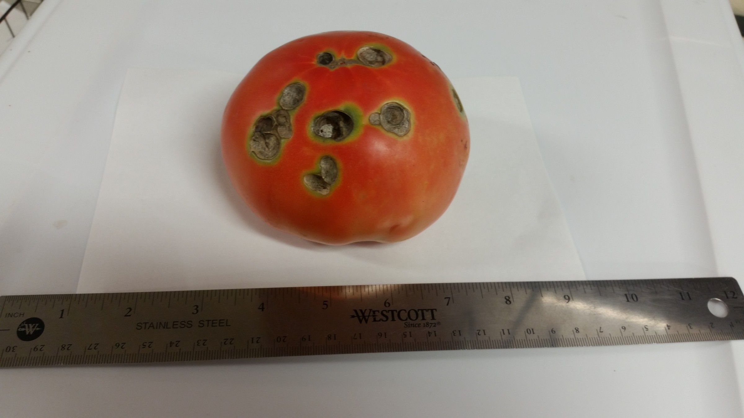 Holes In Tomato Fruit