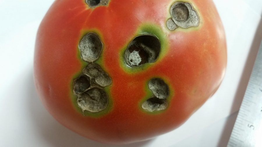 Tomato Problems – PlantDOC