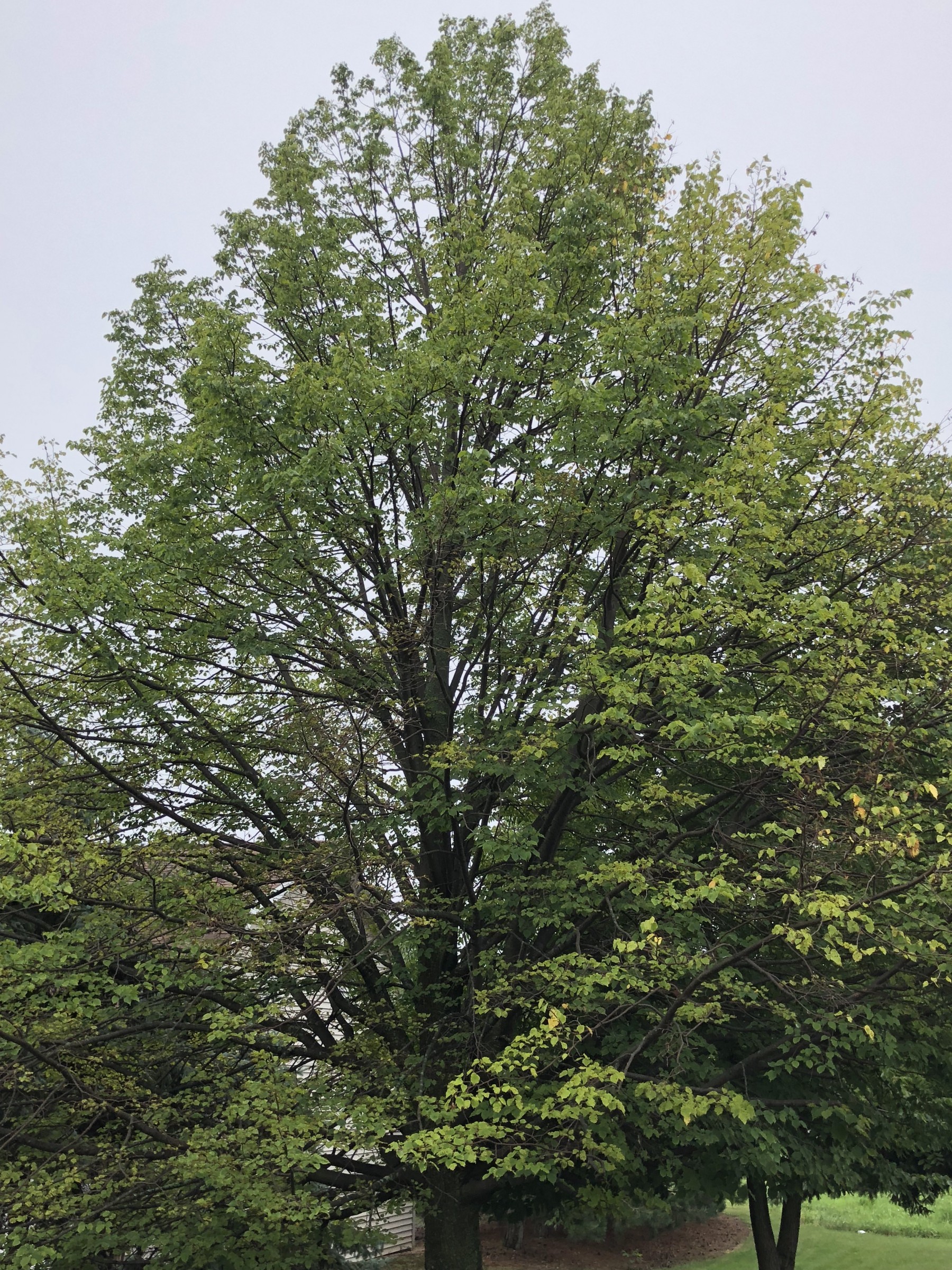 Linden with leaf spots – PlantDOC