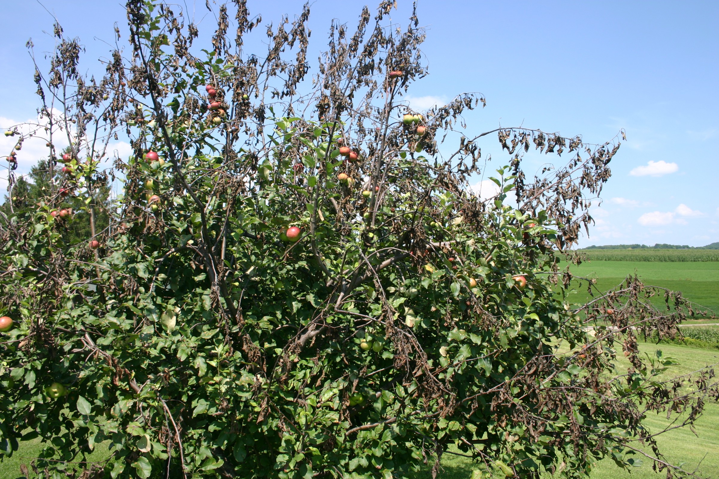 Issues with Apple Trees PlantDOC