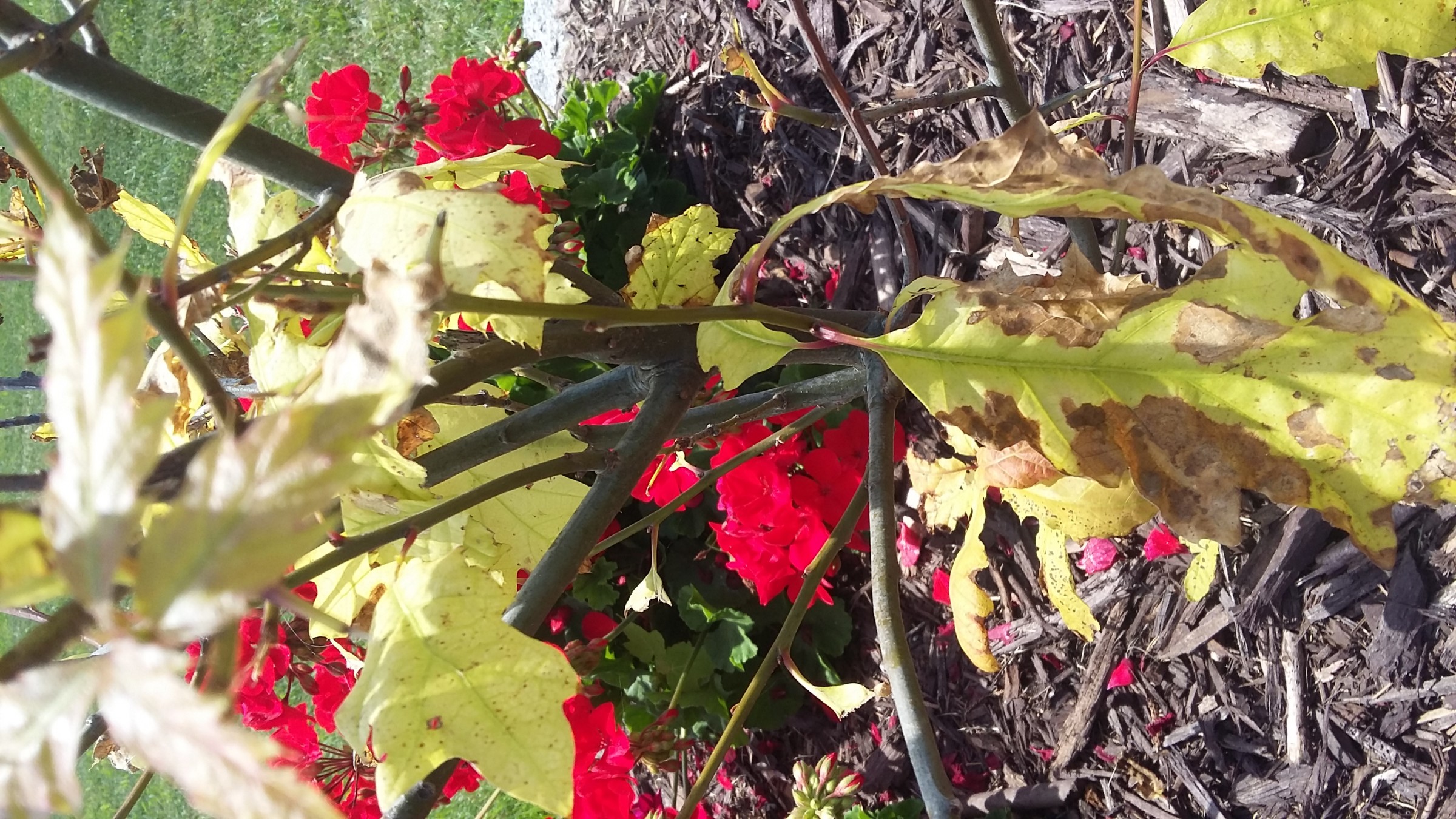 Dying oak tree PlantDOC