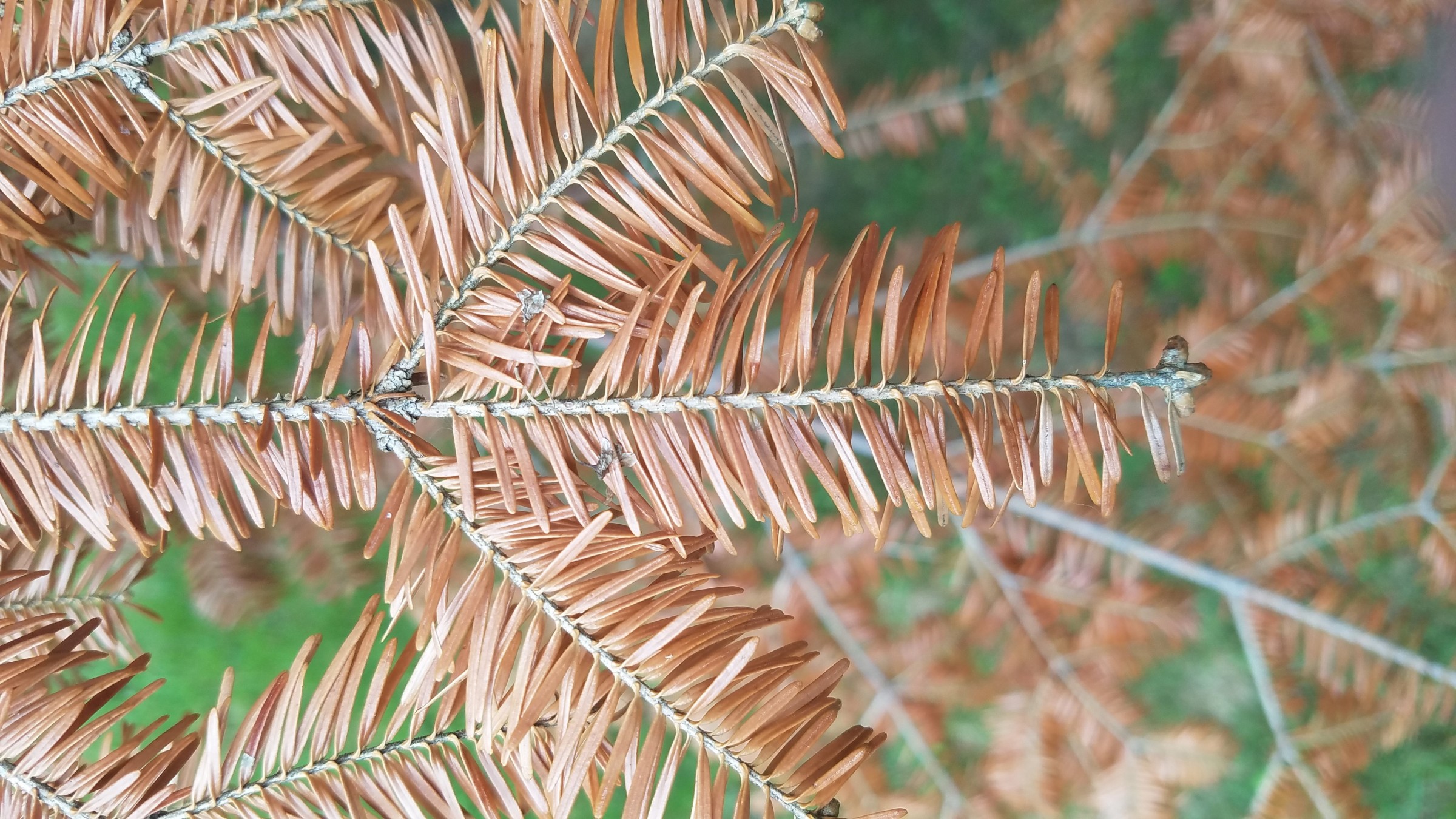 Balsam Fir die off PlantDOC