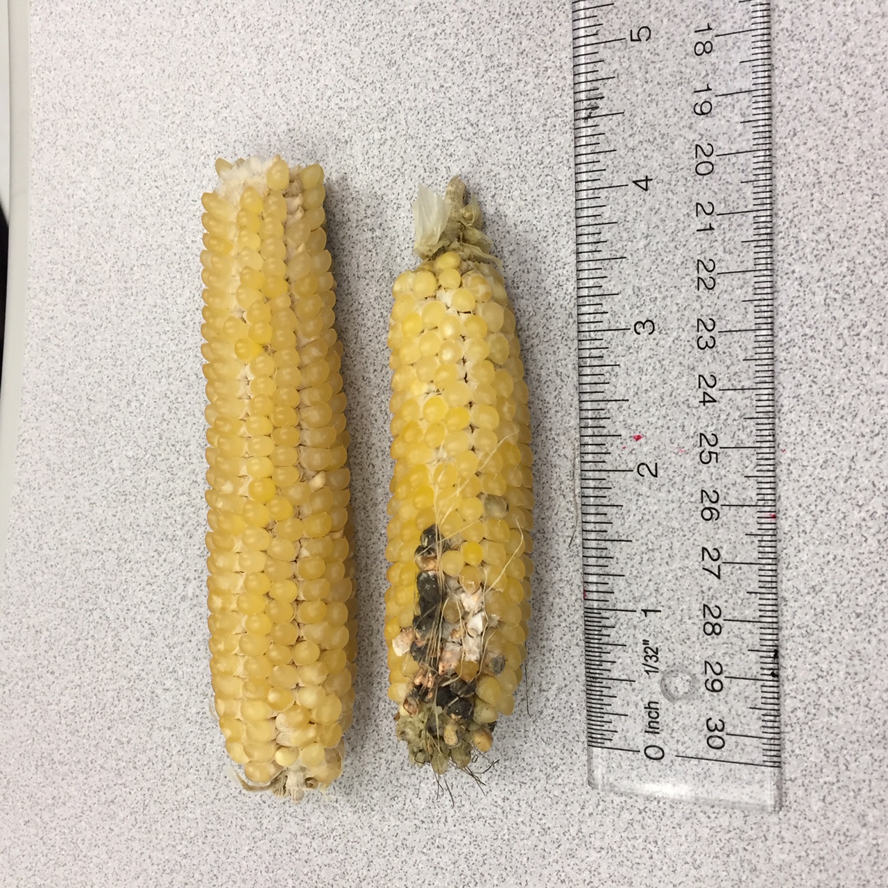 Small Ear Popcorn PlantDOC