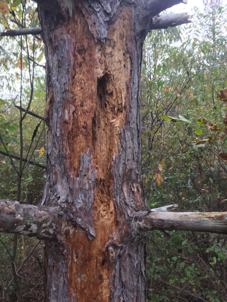 Dying Pine Trees PlantDOC