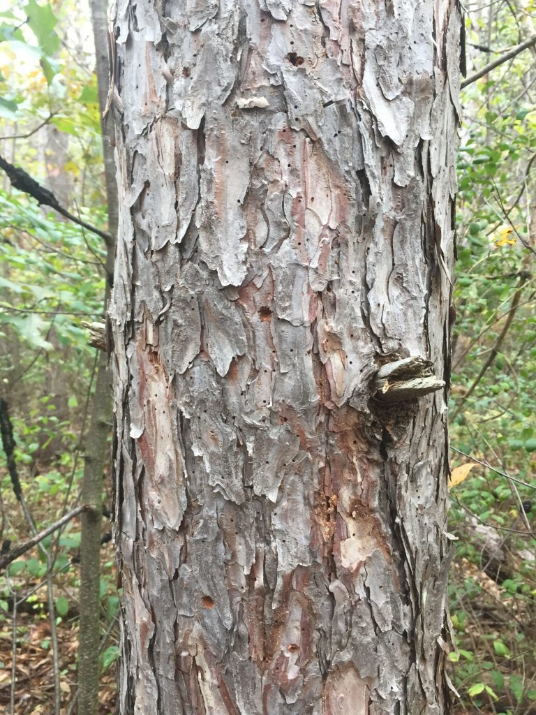 Dying Pine Trees PlantDOC