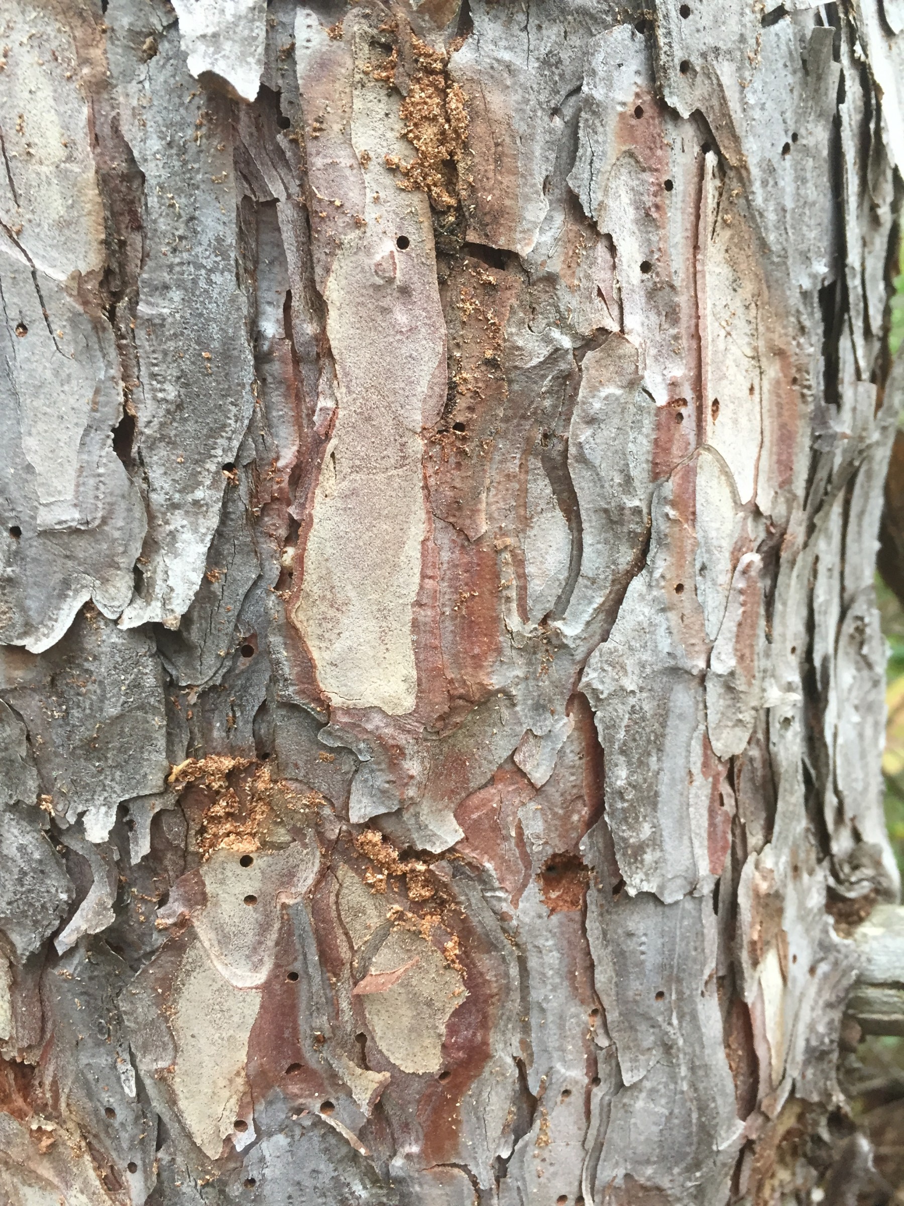 Dying Pine Trees PlantDOC