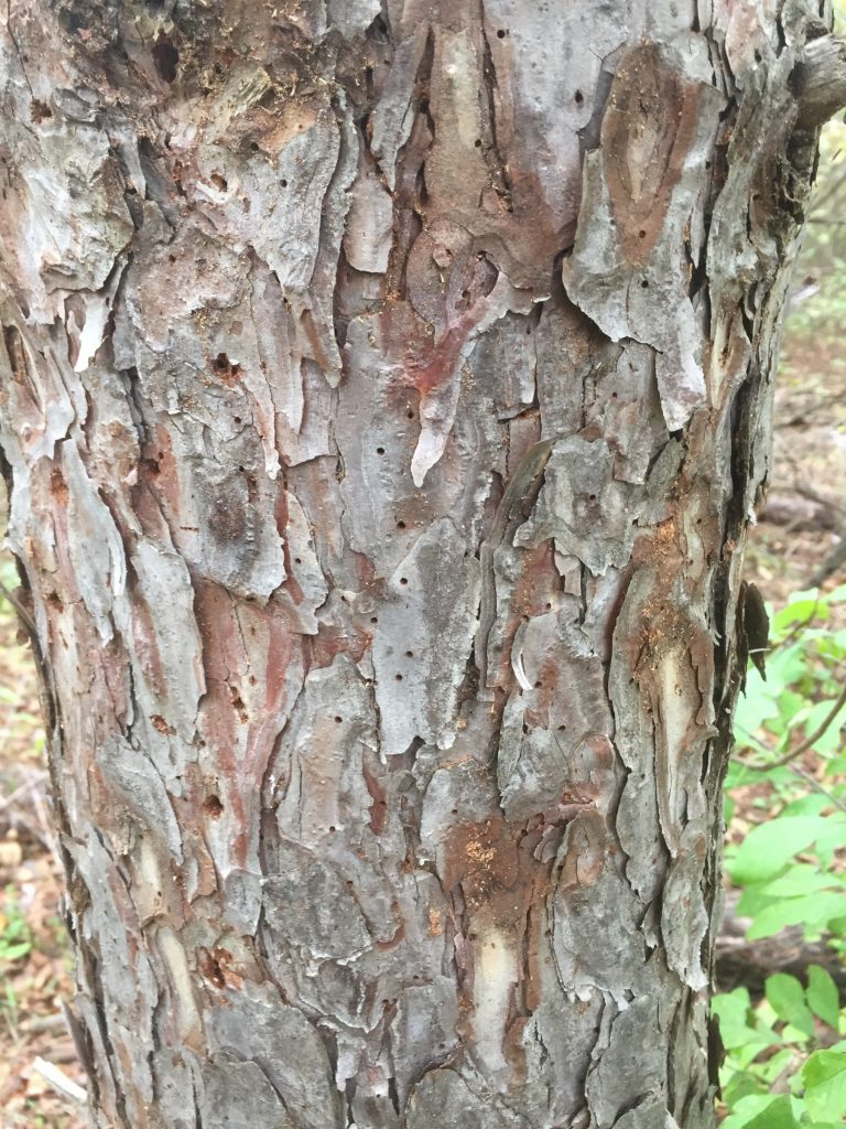 Dying Pine Trees PlantDOC