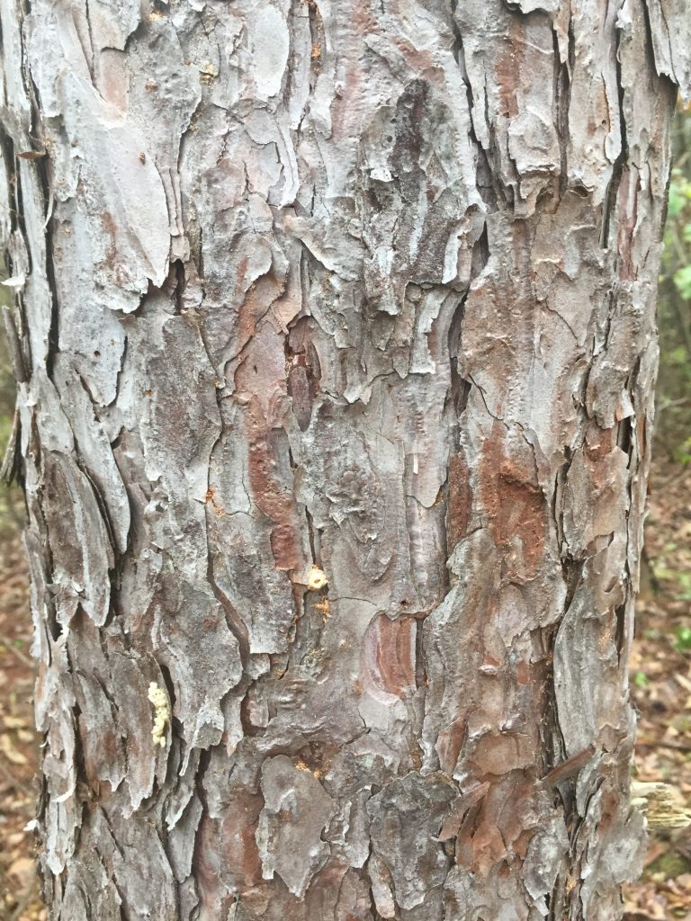 Dying Pine Trees PlantDOC
