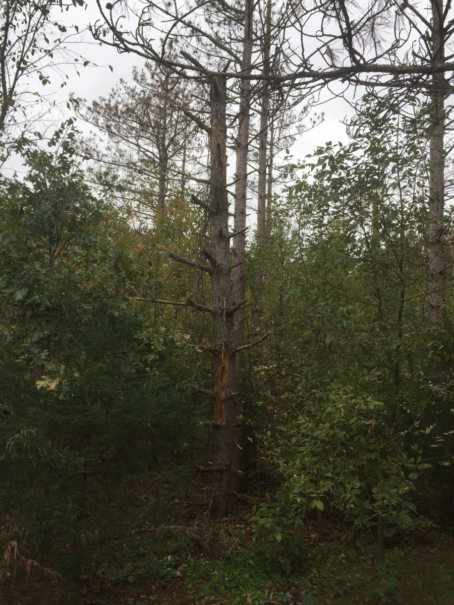Dying Pine Trees PlantDOC
