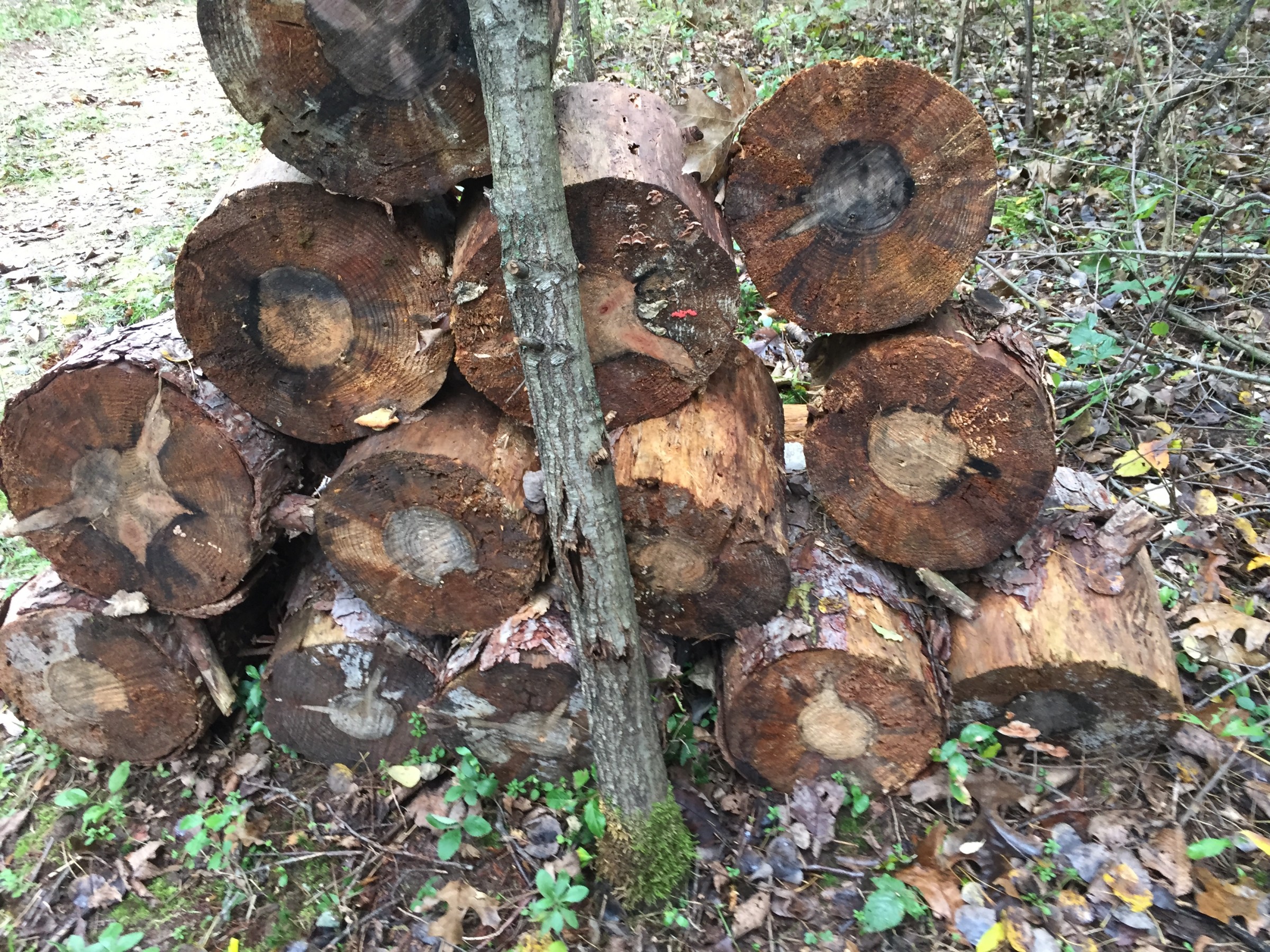 Dying Pine Trees PlantDOC