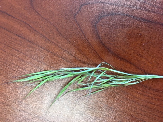 What is this grass? – PlantDOC