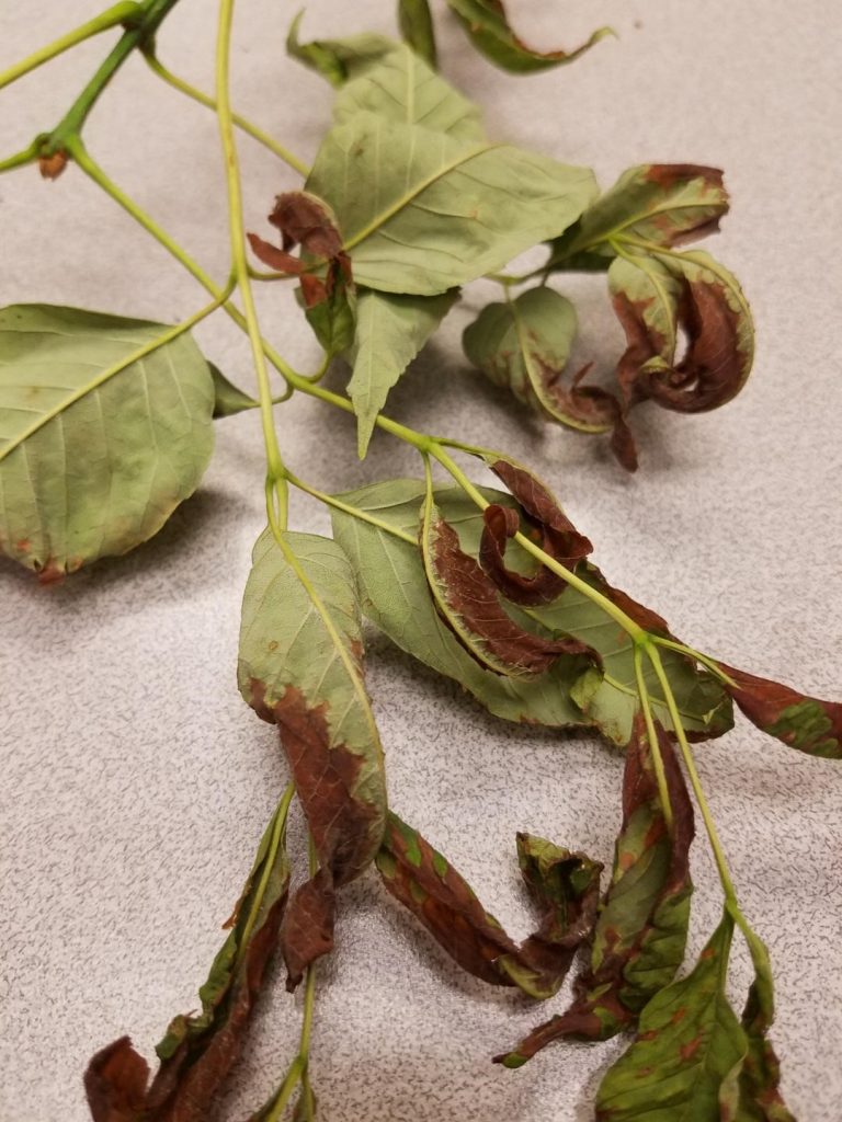 Ash tree issues PlantDOC