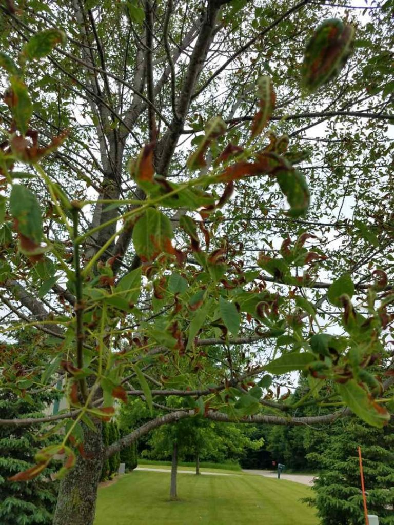 Ash tree issues PlantDOC