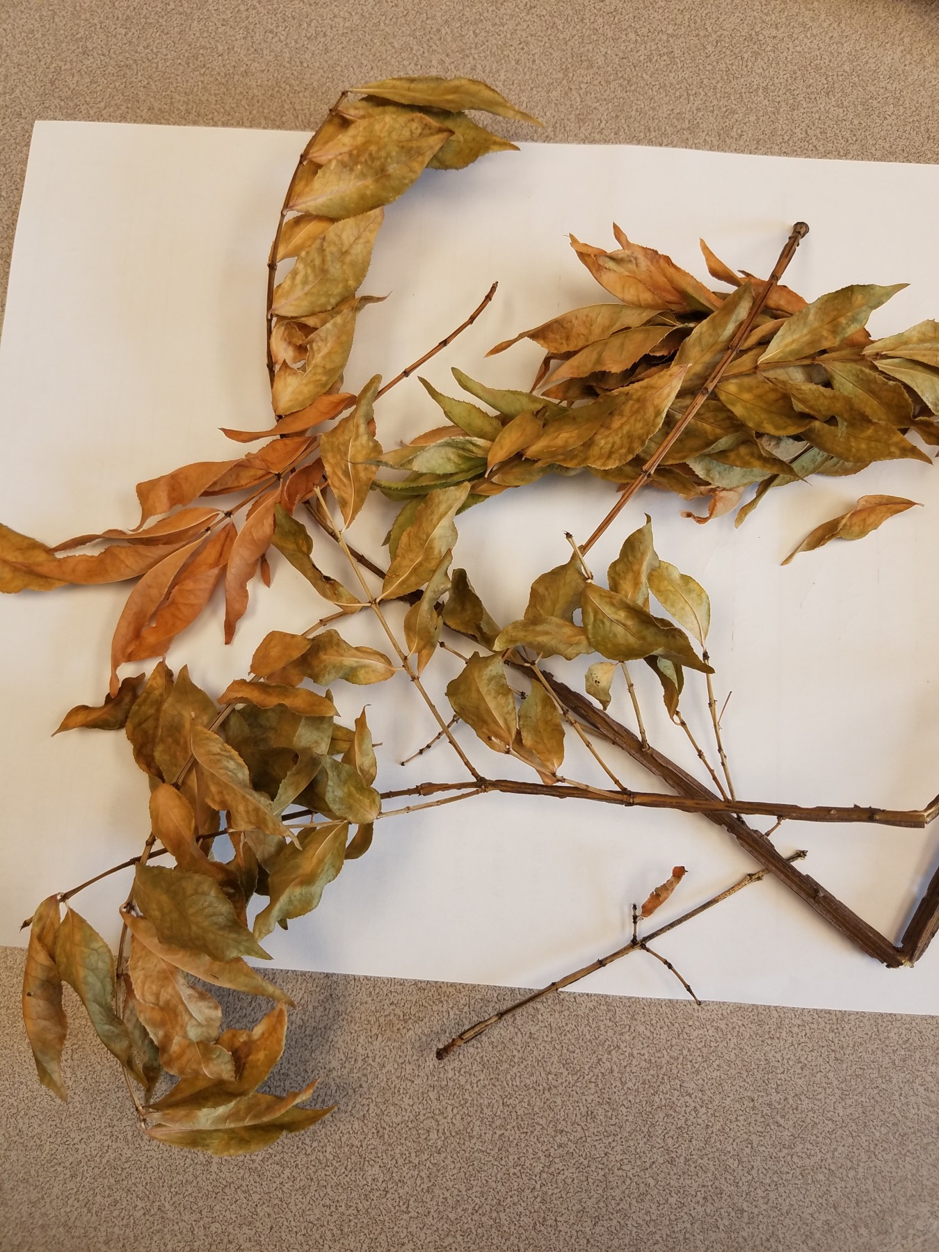 Burning Bush issues PlantDOC