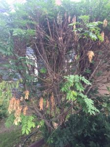 burning bush diseases issues plantdoc herbaceous ornamentals uncategorized categorized plant