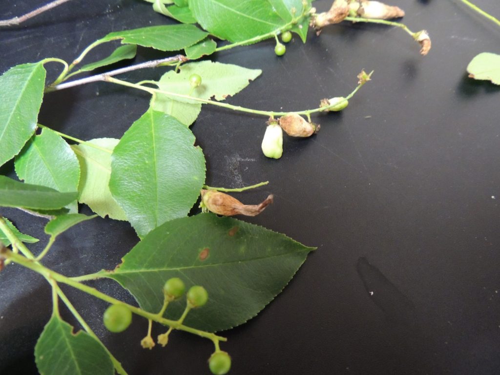 Deformed Fruit on Chokecherry PlantDOC