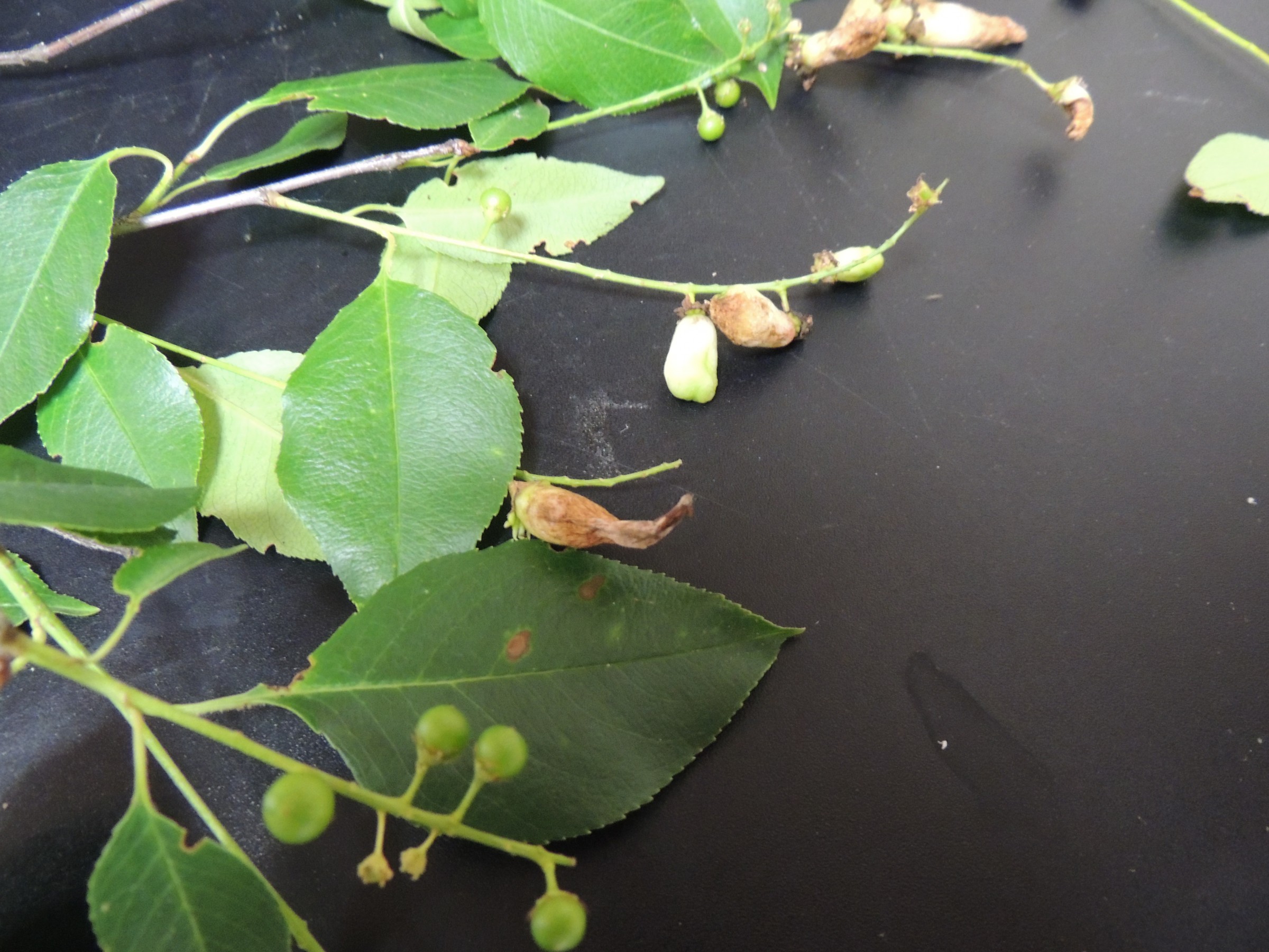 Deformed Fruit on Chokecherry PlantDOC