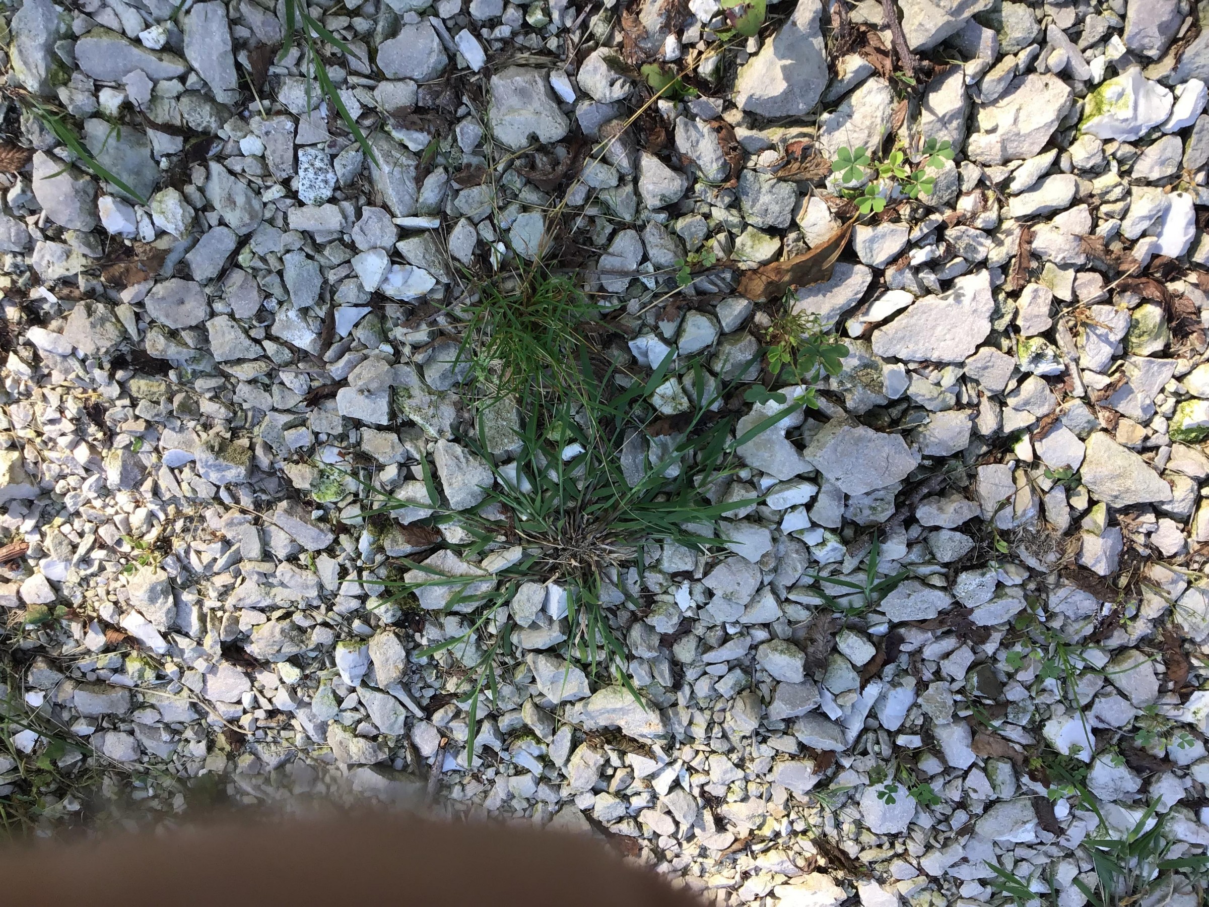 Stubborn Driveway Weeds – PlantDOC