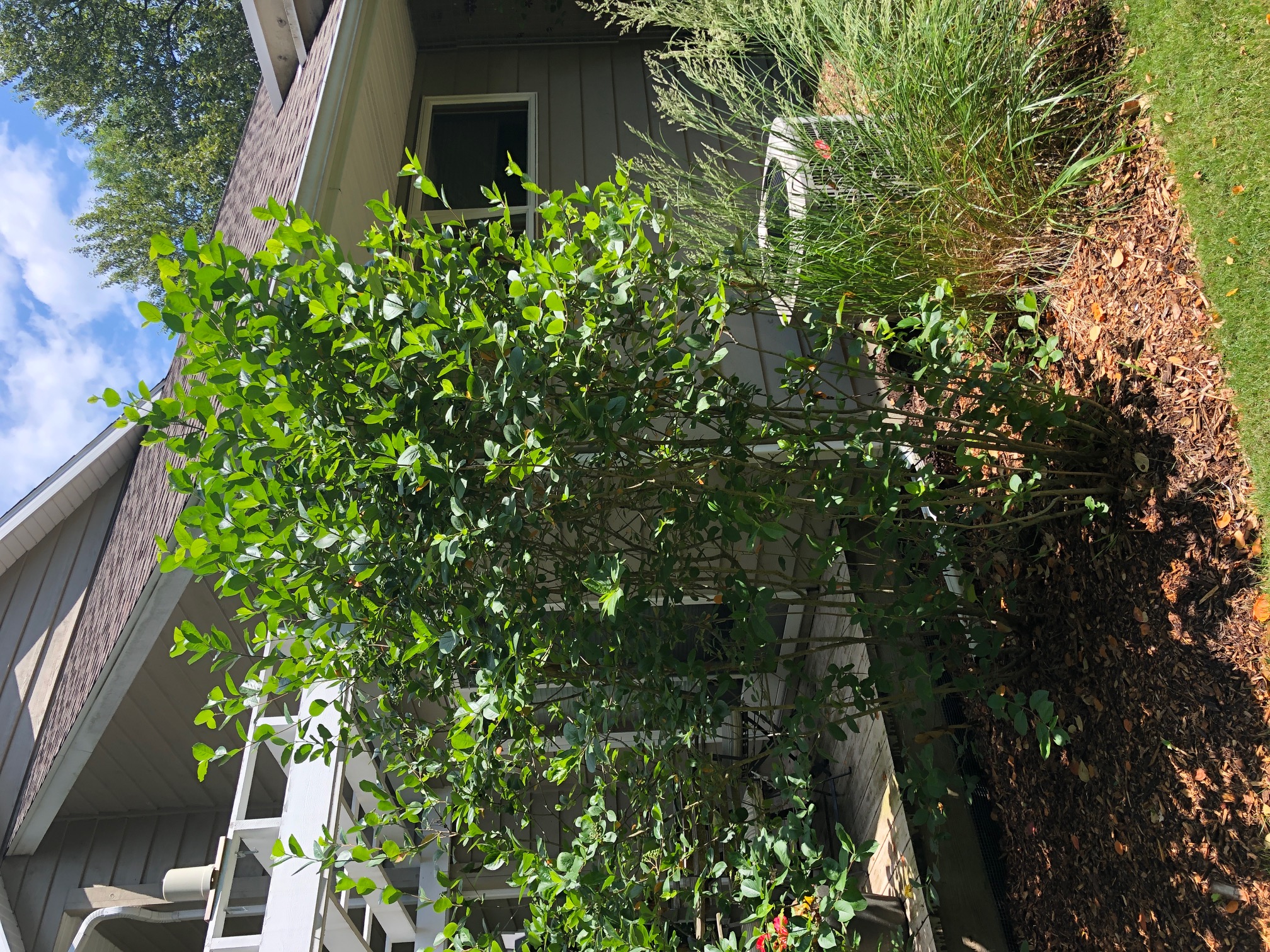 Shrub ID and disease? PlantDOC