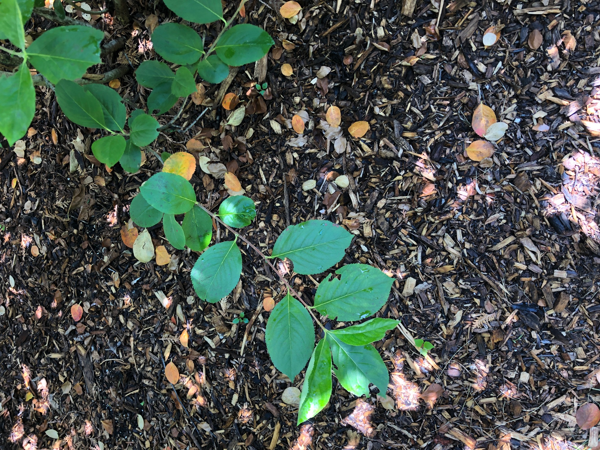 Shrub ID and disease? PlantDOC