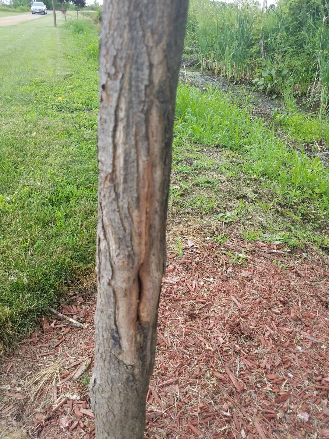 Red Maple Trunk Damage Plantdoc