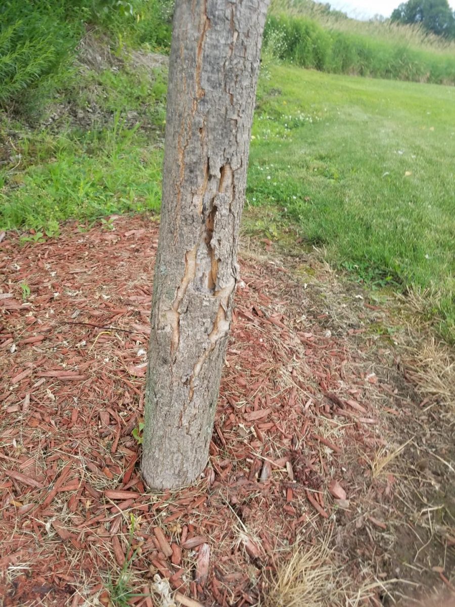 Red Maple Trunk Damage Plantdoc