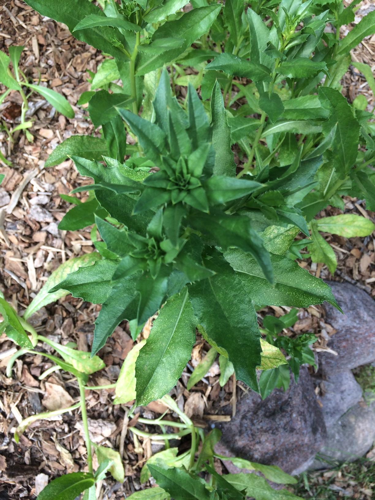 Garden weed ID - PlantDOC