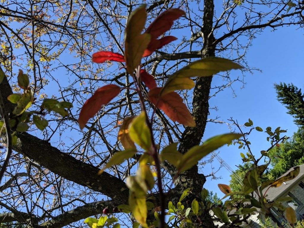 Crabapple and apple tree issues PlantDOC