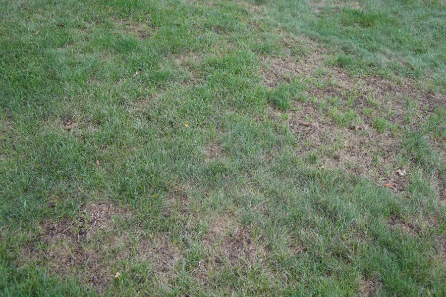 Bare Spots in Lawn – PlantDOC