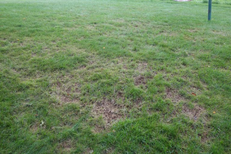 Bare Spots in Lawn – PlantDOC