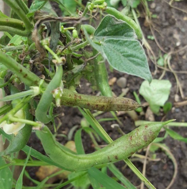 Green Beans rusty colored spots PlantDOC