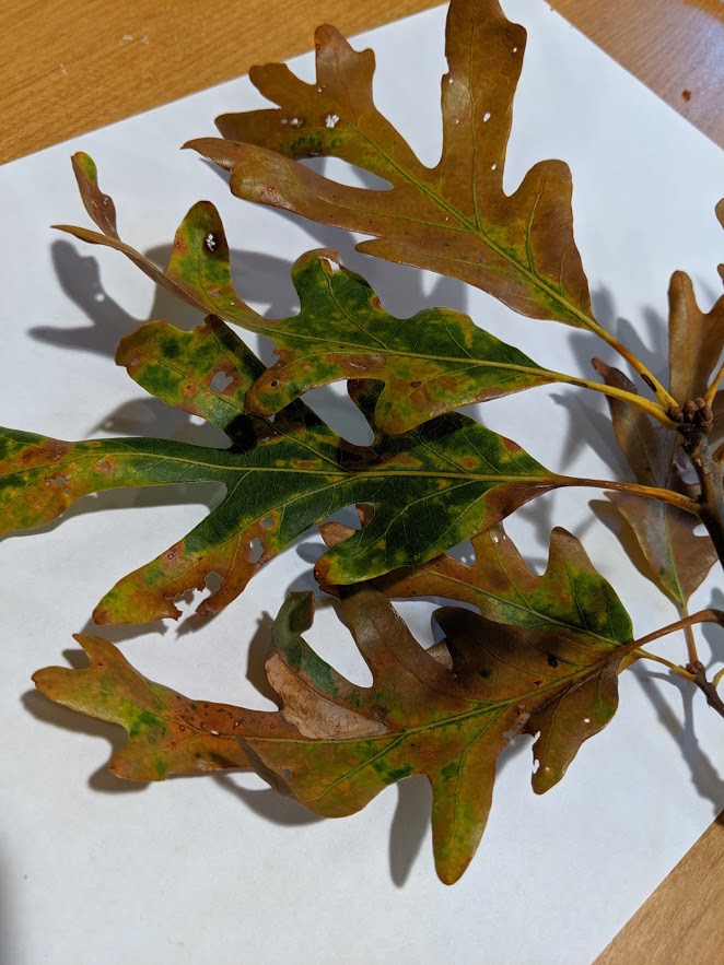 Oak Advice Needed Leaves browning and dropping PlantDOC
