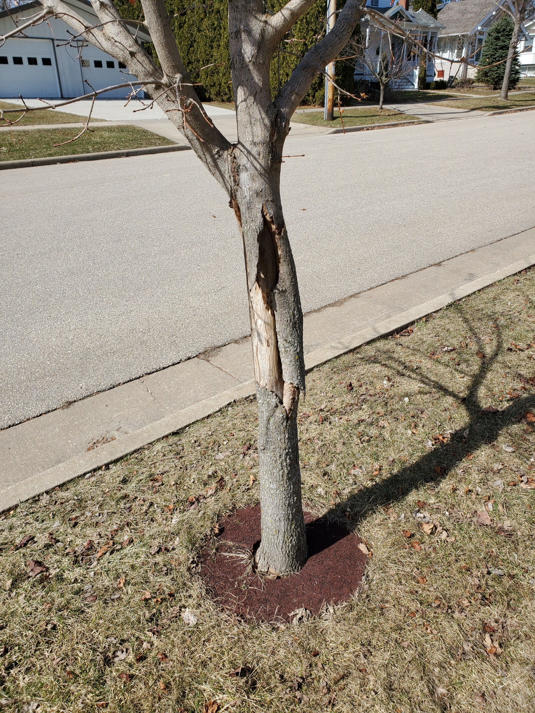 Dead Maple Trees PlantDOC