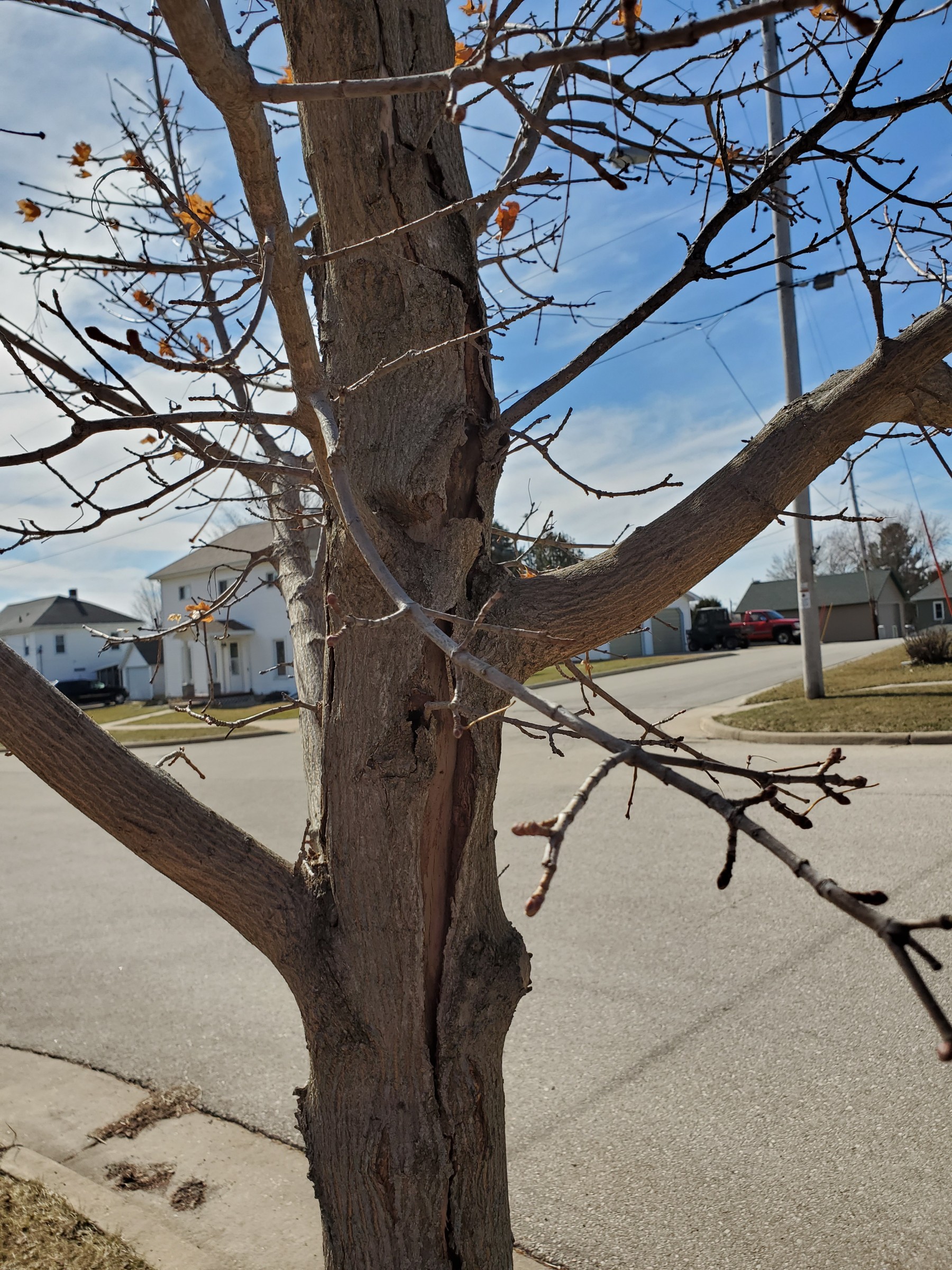 Dead Maple Trees PlantDOC