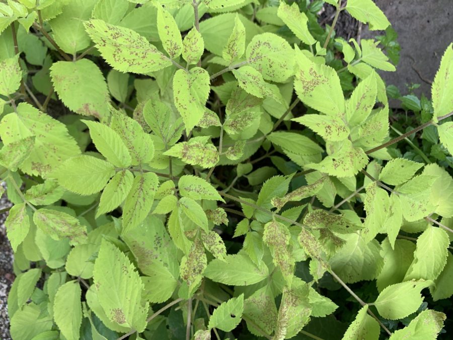 Disease/Insect Damage? on Perennials (multiple species) – PlantDOC