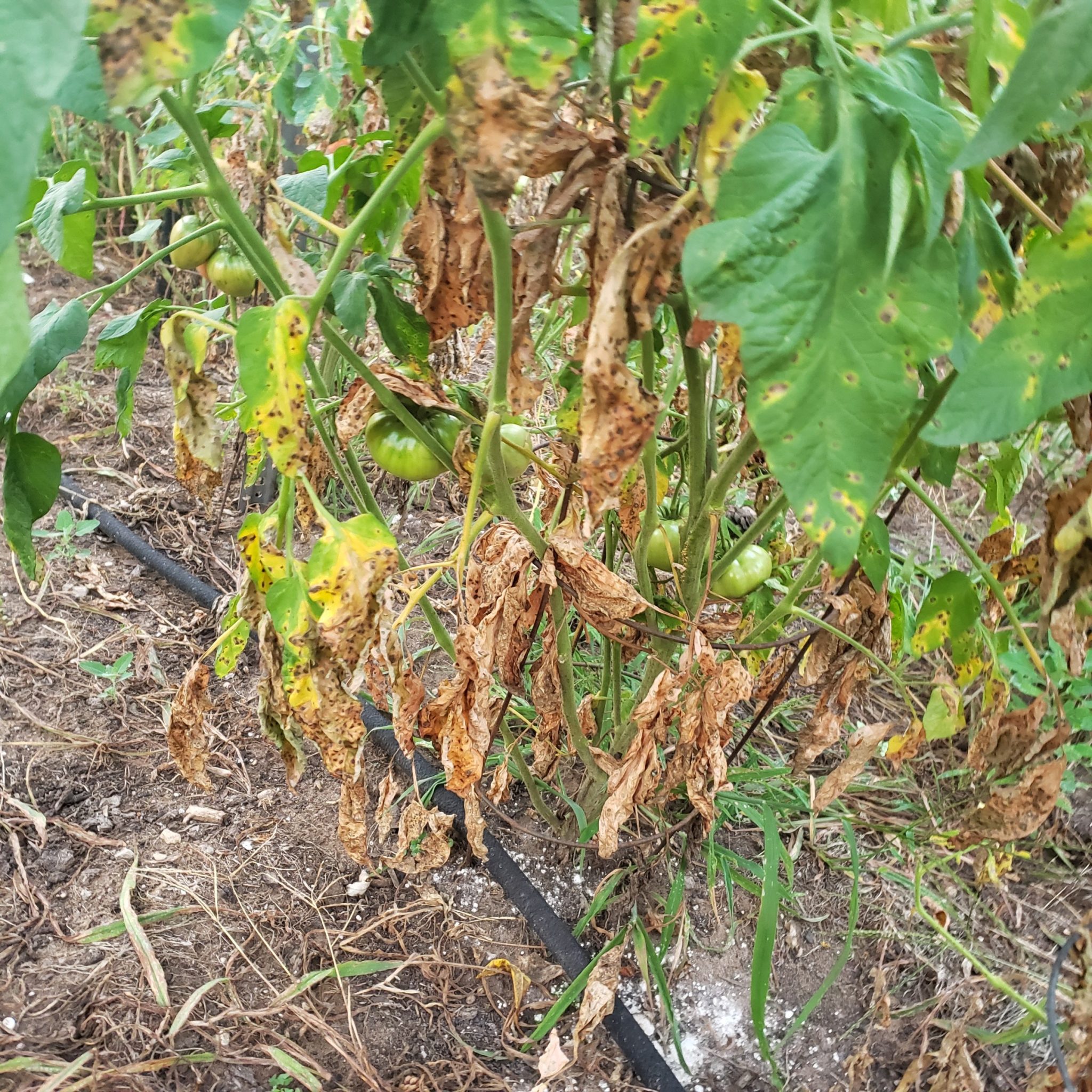 early tomato blight treatment after first sign of infection