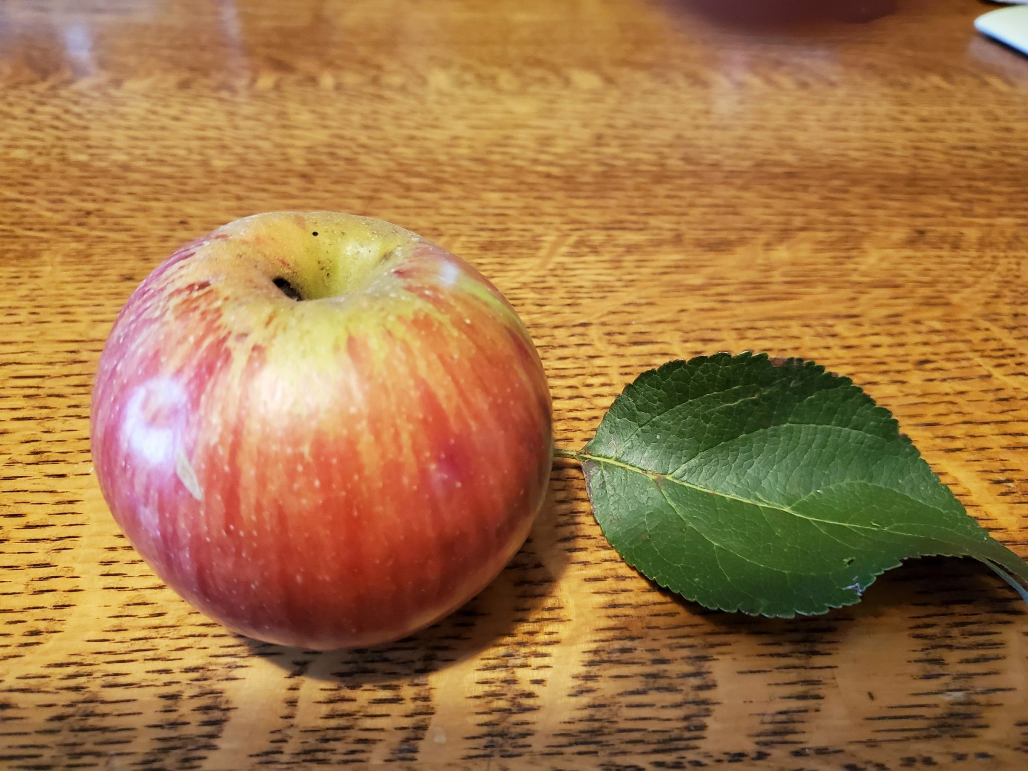 Apple Identification – PlantDOC