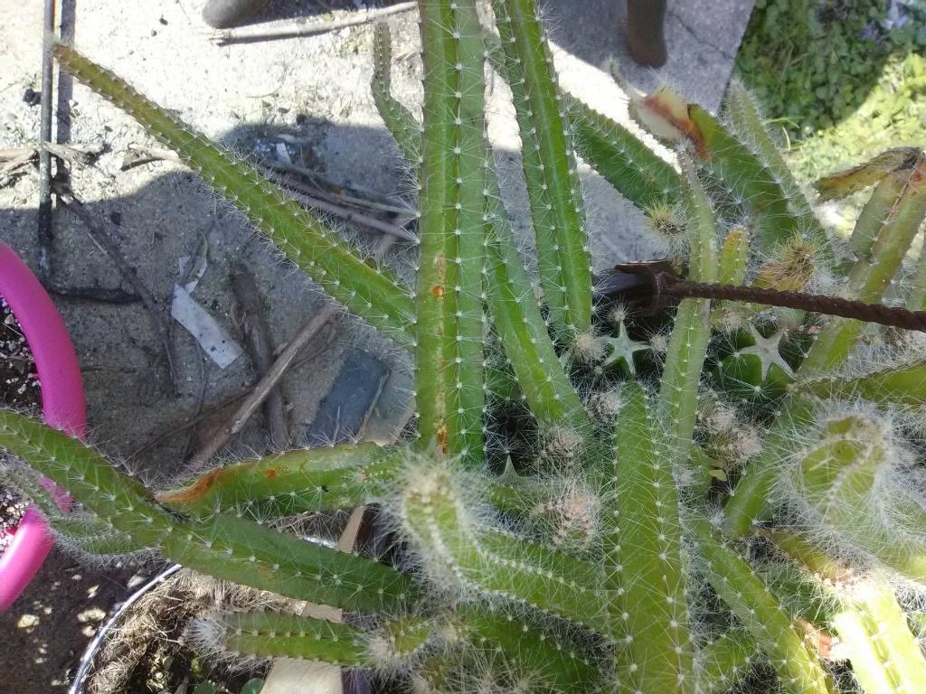 Brown Spots on Cactus PlantDOC