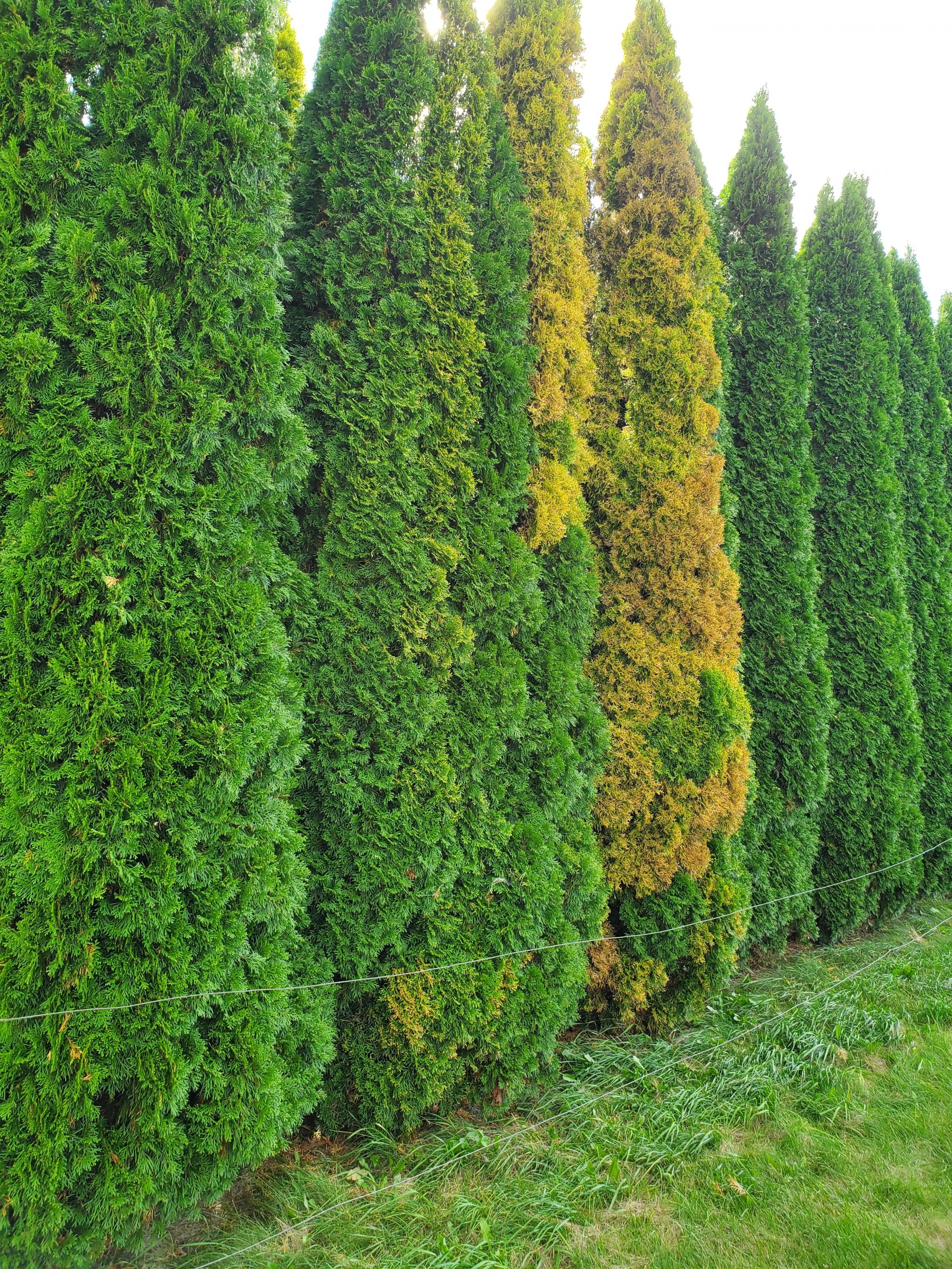 Arborvitaes Yellowing – PlantDOC