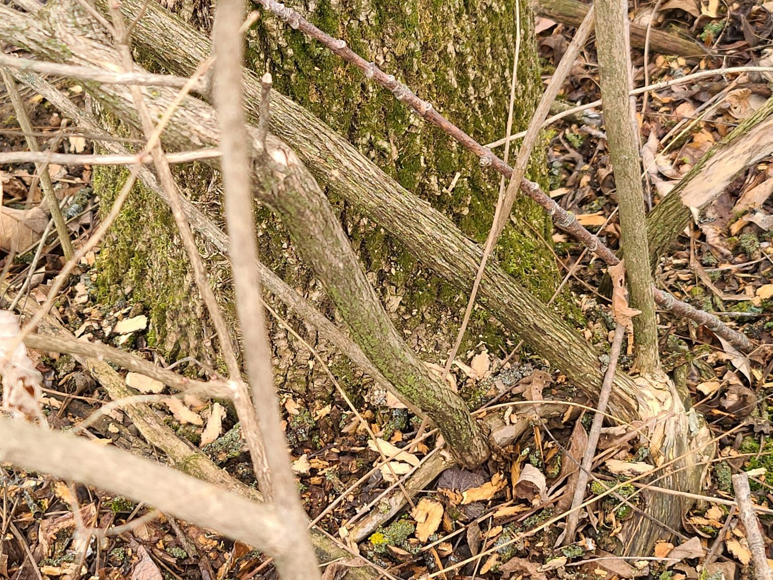 Ash tree losing bark – PlantDOC